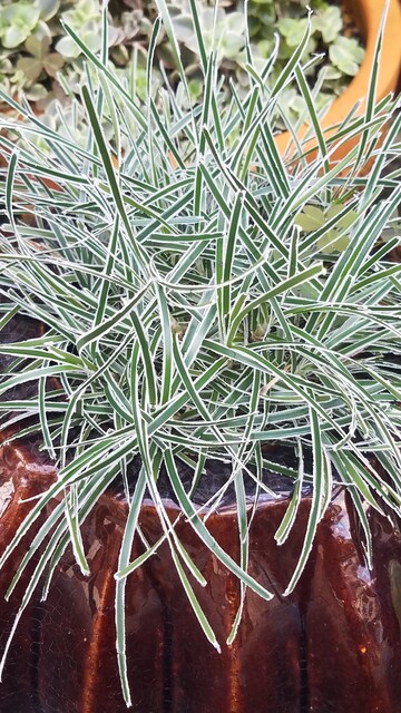 観葉植物半日陰に向くリーフプランツ クリスタルグラス ペット 観葉植物半日陰に向くリーフプランツ クリスタルグラス ペット